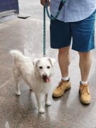 产达人的另一个主要能力就是对宠物的护理